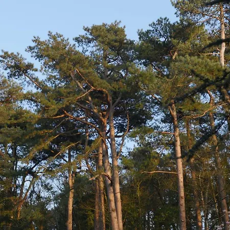 Bain De Foret - Cosy & Neufchâtel-Hardelot