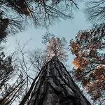 Bains De Foret - Cosy & Nyaraló