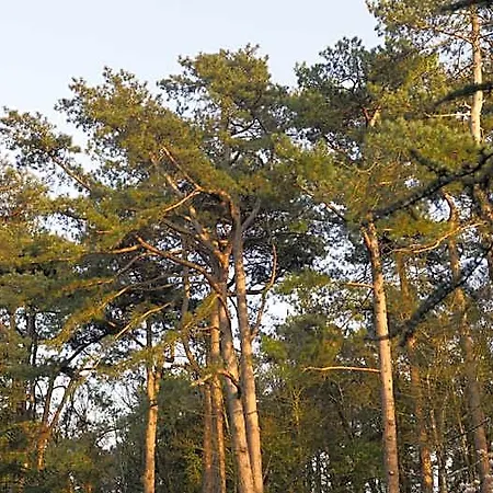 Bains De Foret - Cosy & Neufchâtel-Hardelot