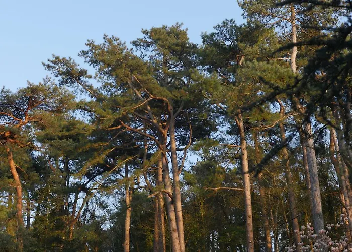 Bain De Forêt - Cosy&spa Neufchâtel-Hardelot